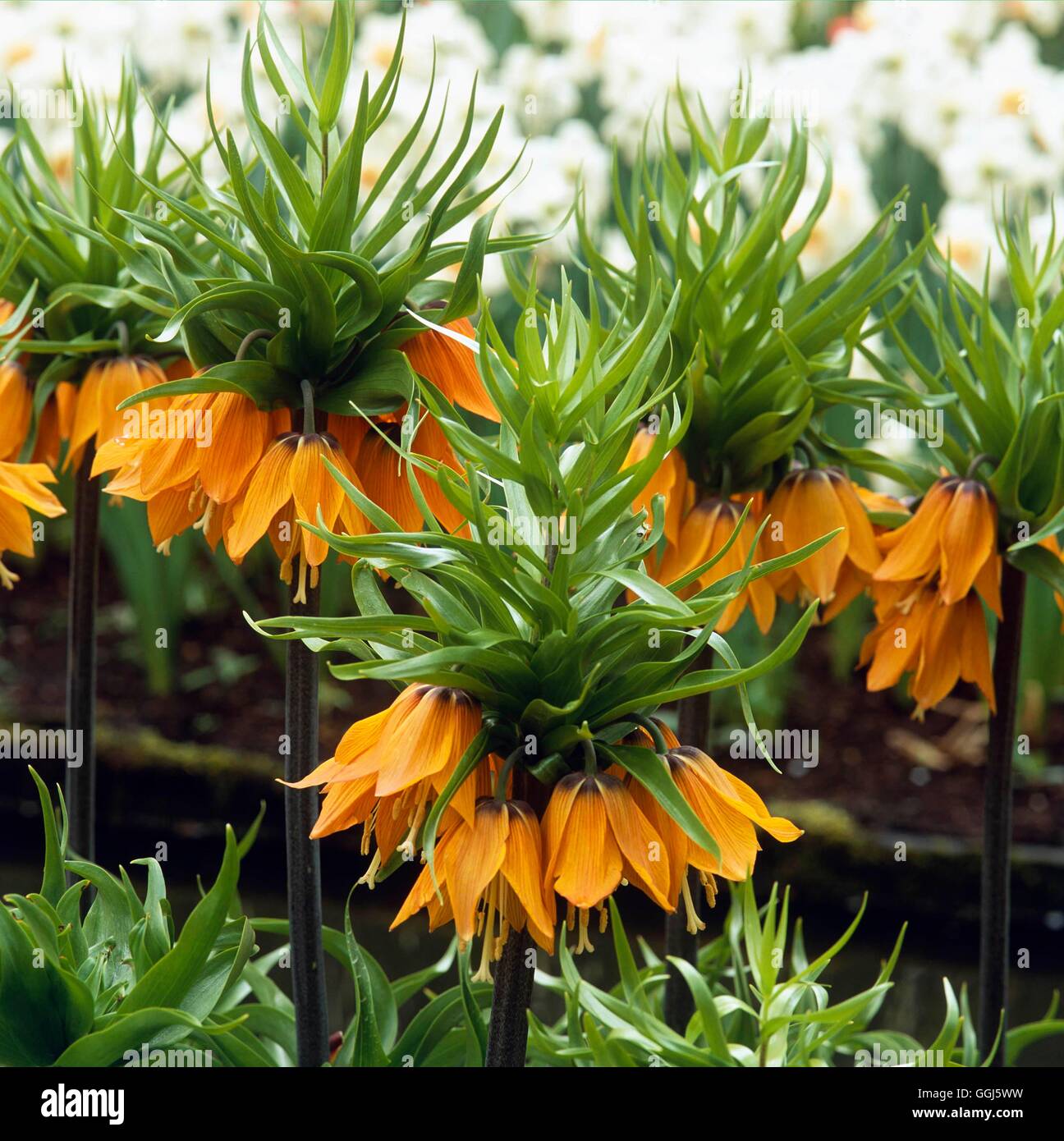 Fritillaria imperialis - `Blom's Orange Perfection'   BUL107984 Stock Photo